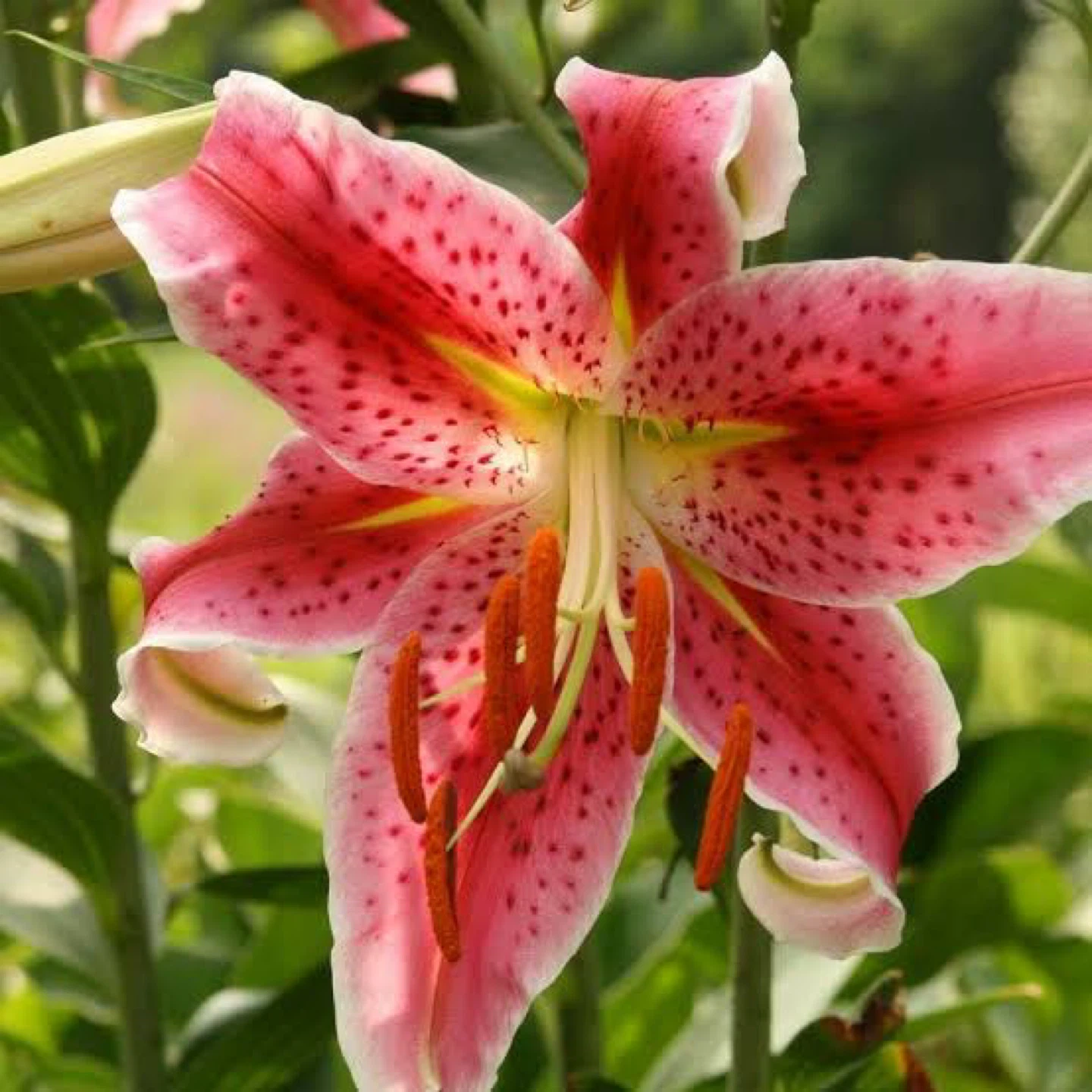 Oriental Lily Plants, already blooming