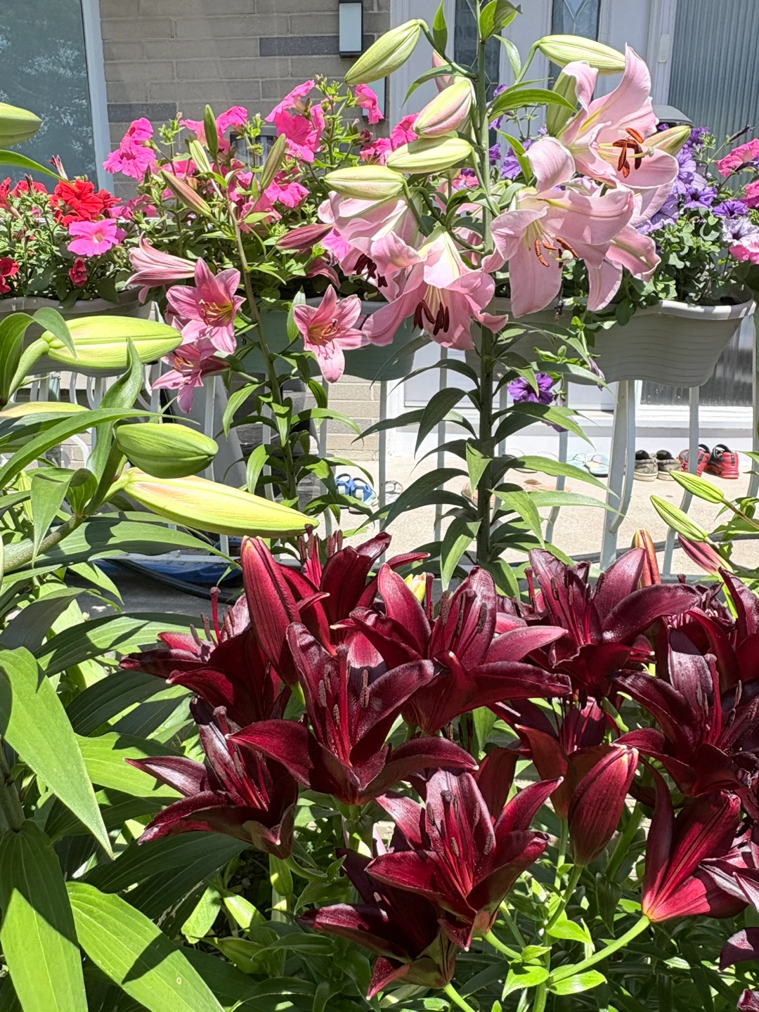 Oriental Lily Plants, already blooming - photo 3