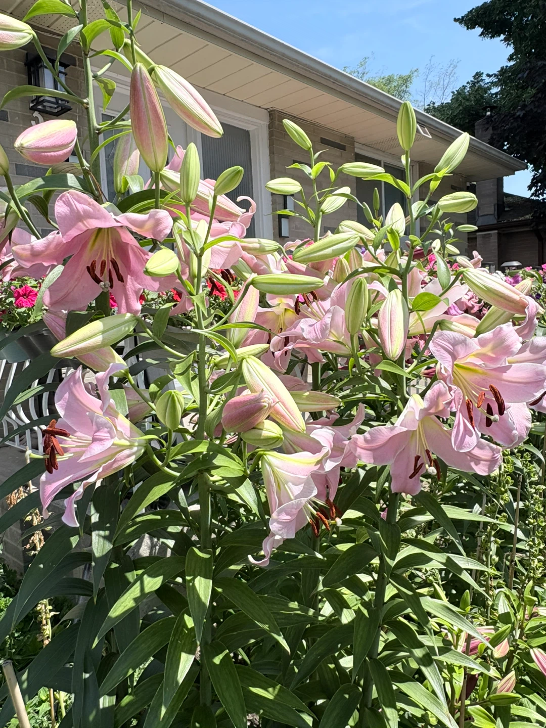 Oriental Lily Plants, already blooming - photo 2