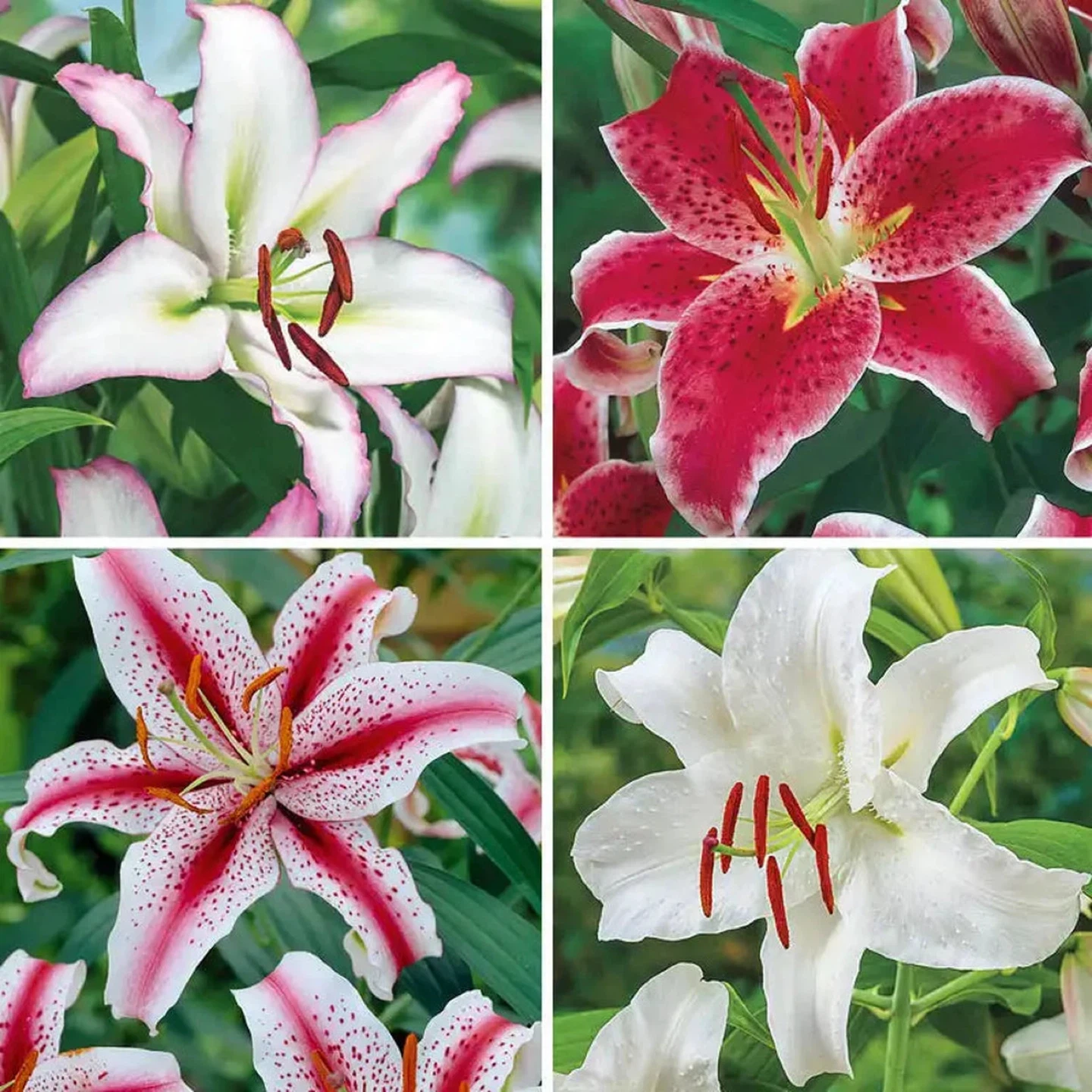 Oriental Lily Plants, already blooming - photo 4