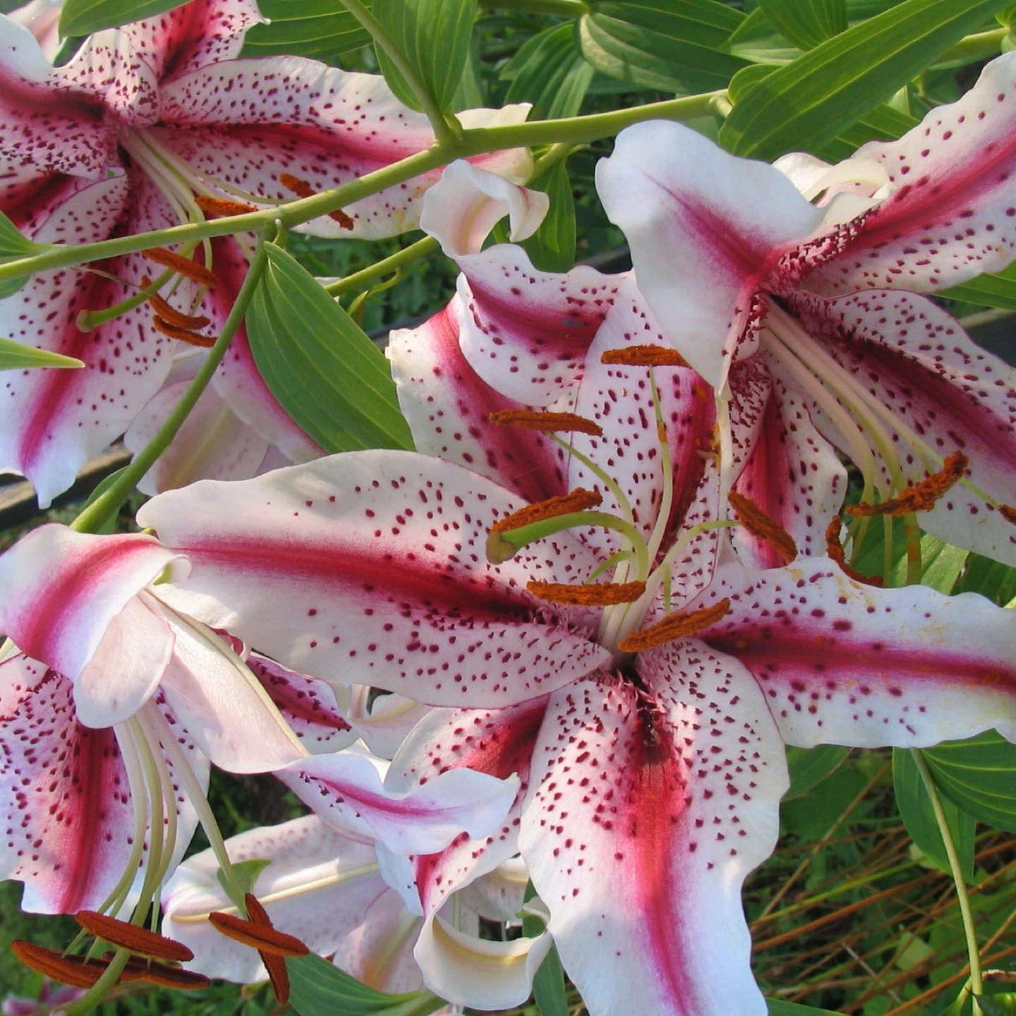 Oriental Lily Plants, already blooming - photo 5