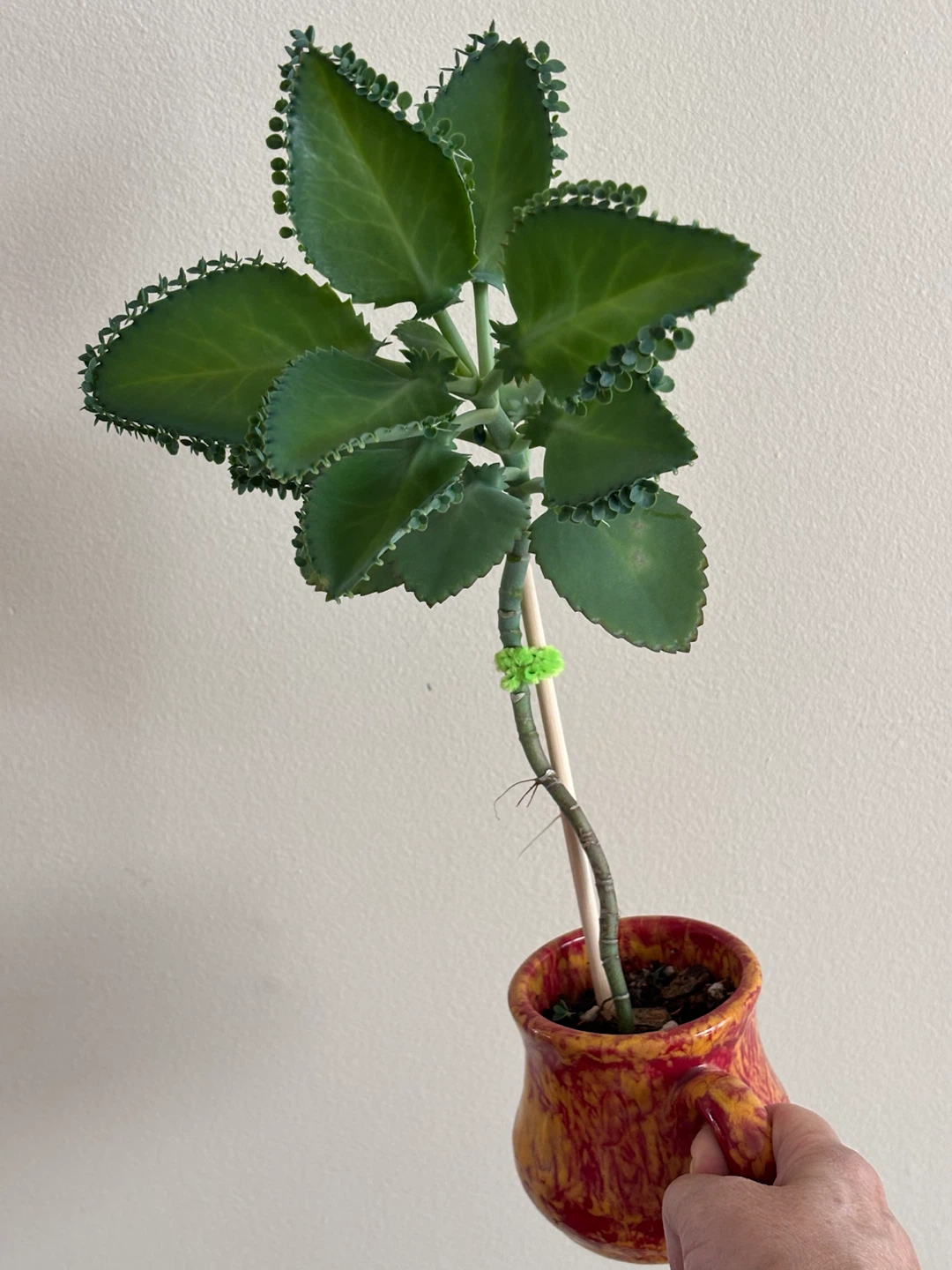 Large Mother of Thousands