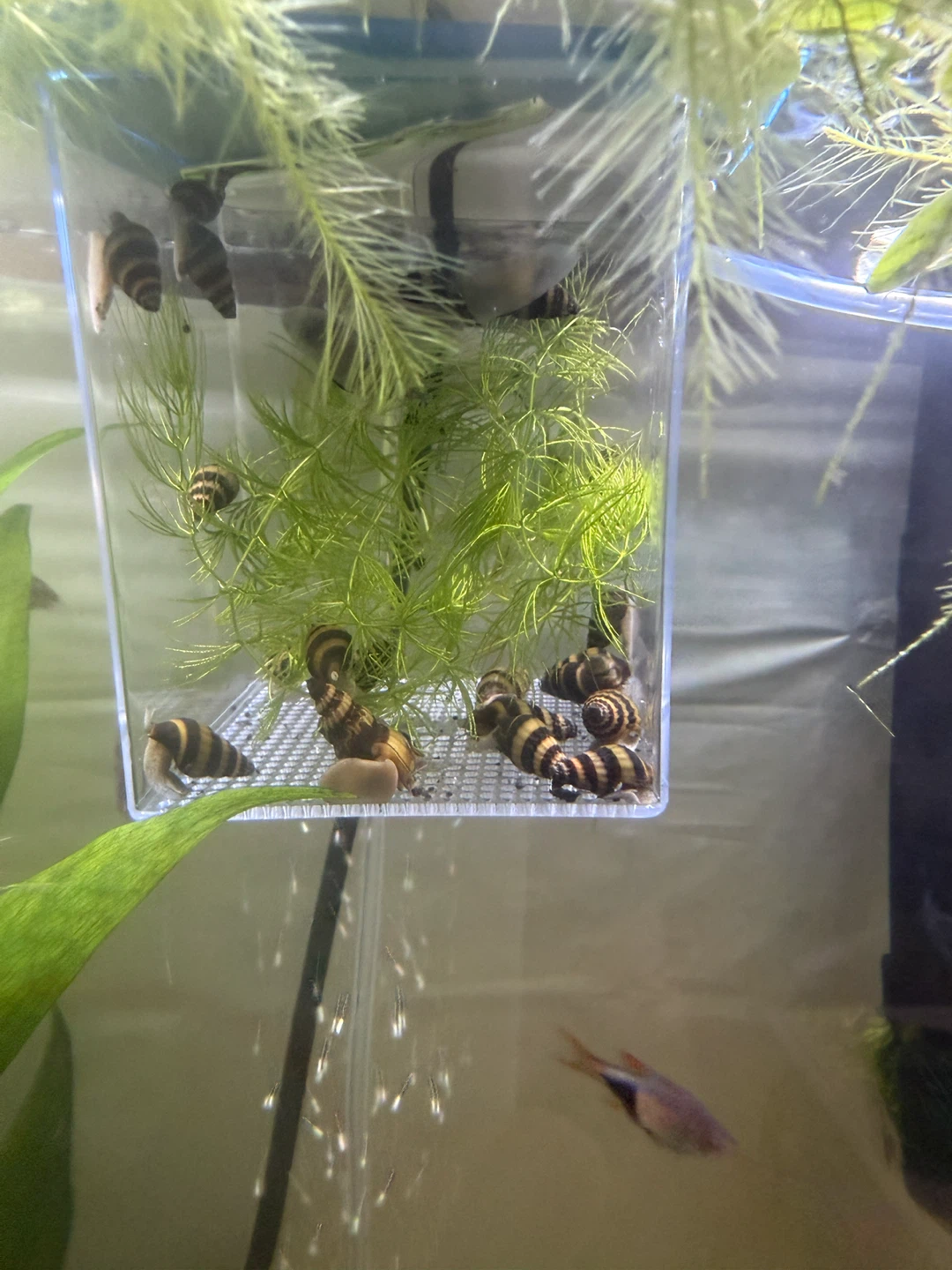Assassin Snails for Aquarium