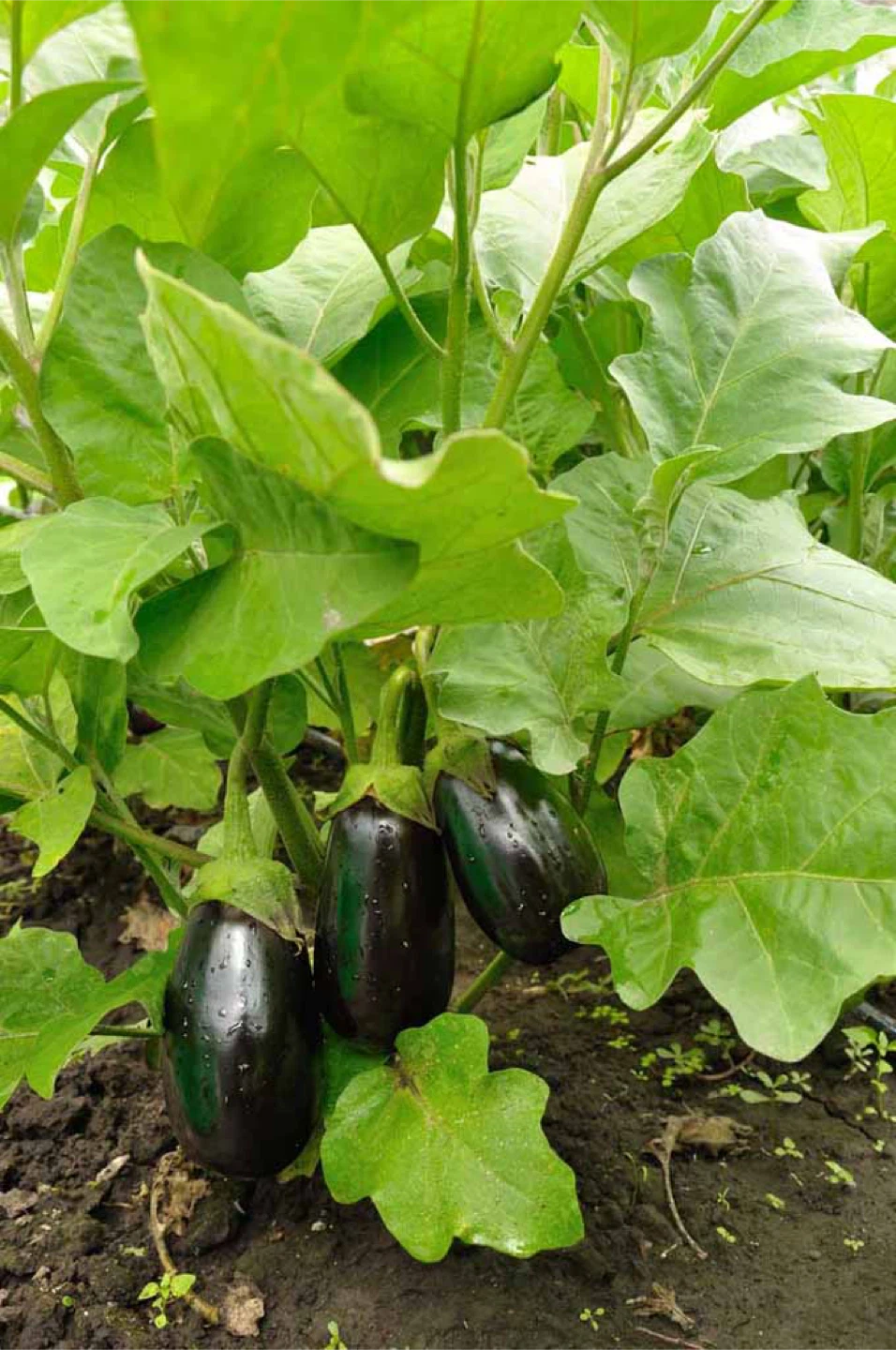 Mature Egg Plant seedlings 🌱large plants ready to produce - photo 3