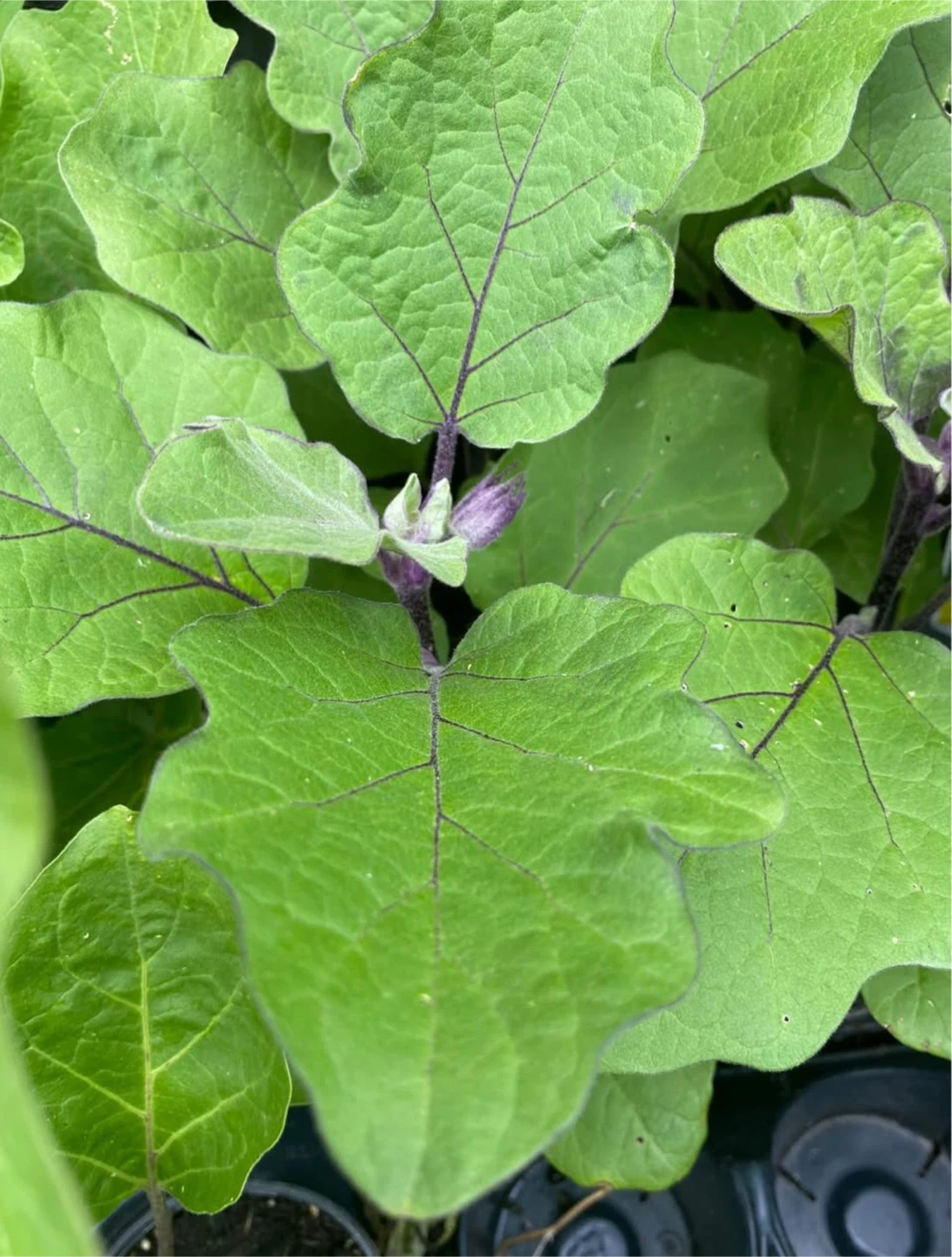 Mature Egg Plant seedlings 🌱large plants ready to produce - photo 4