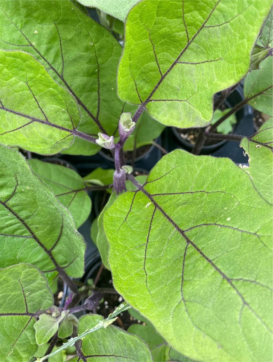 Mature Egg Plant seedlings 🌱large plants ready to produce - photo 5