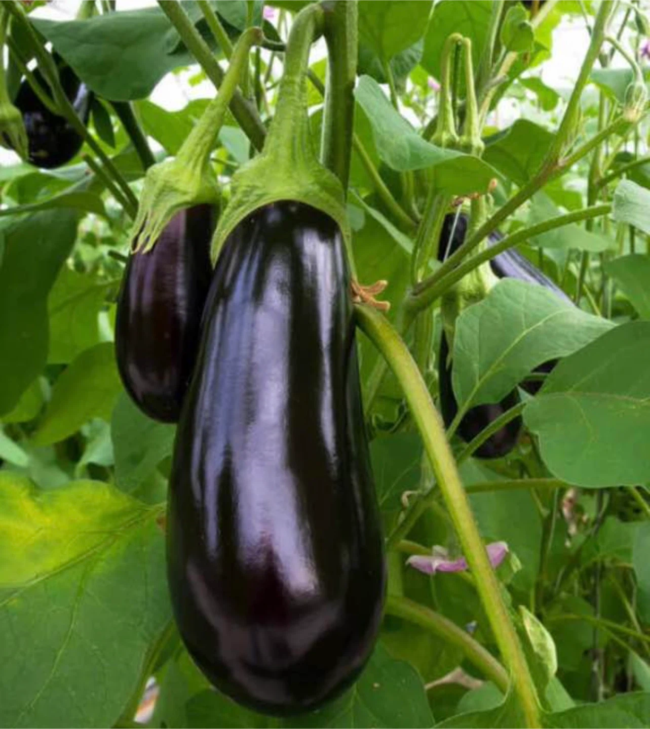 Mature Egg Plant seedlings 🌱large plants ready to produce