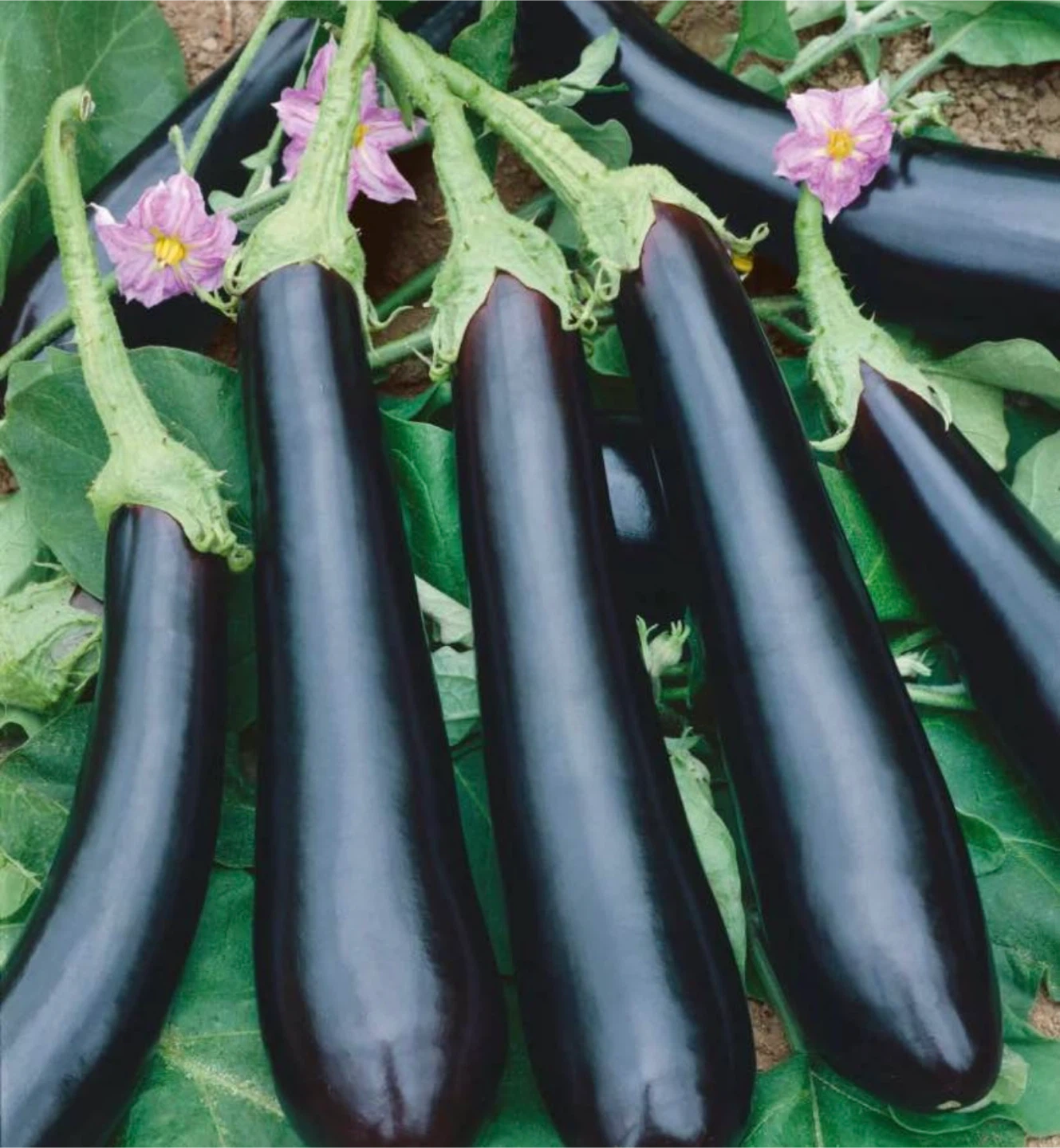 Mature Egg Plant seedlings 🌱large plants ready to produce - photo 2