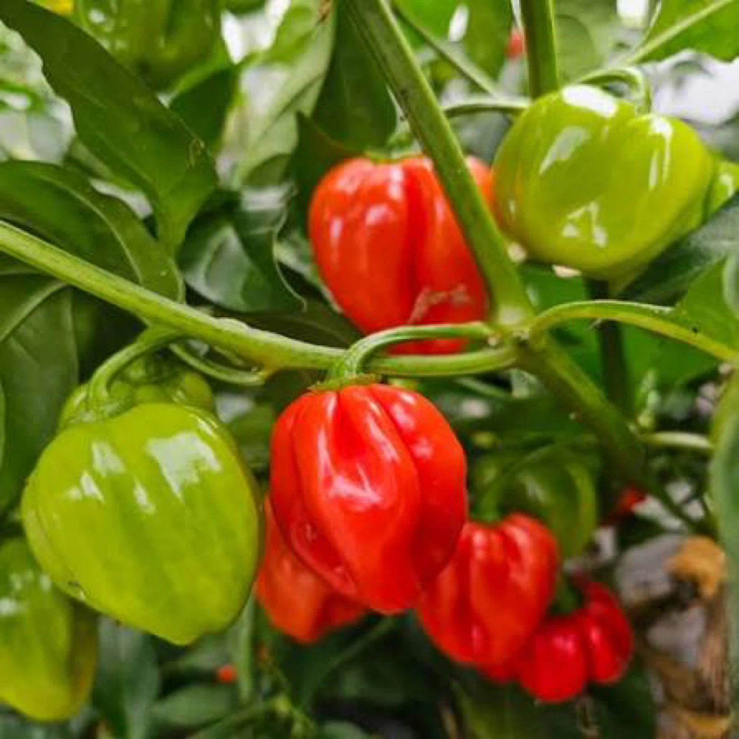 Habanero Pepper Orange and Red - producing