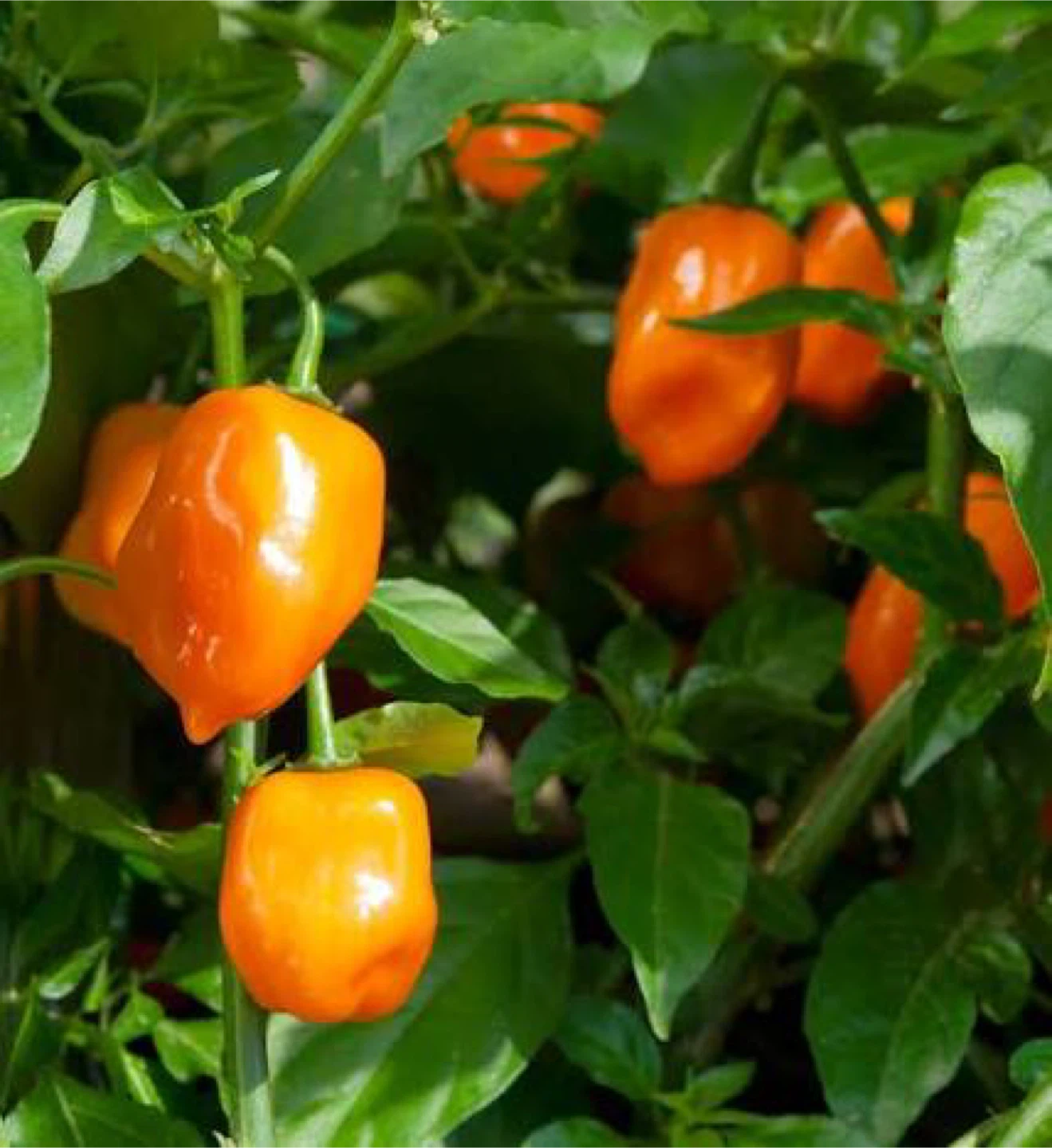 Habanero Pepper Orange and Red - producing - photo 2