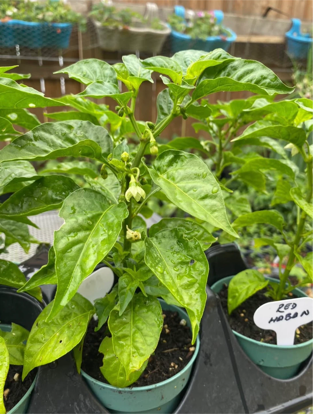 Habanero Pepper Orange and Red - producing - photo 5