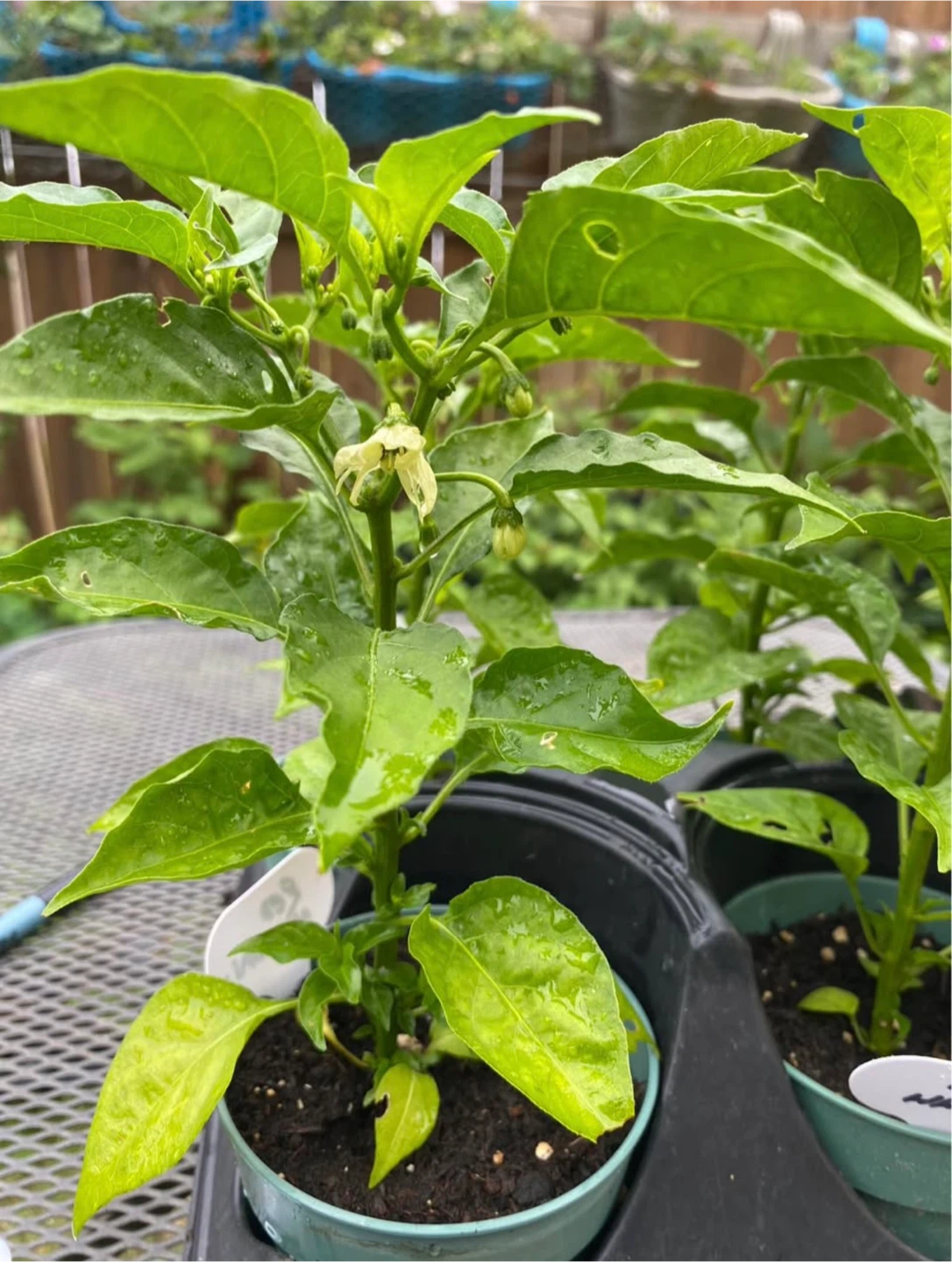 Habanero Pepper Orange and Red - producing - photo 4