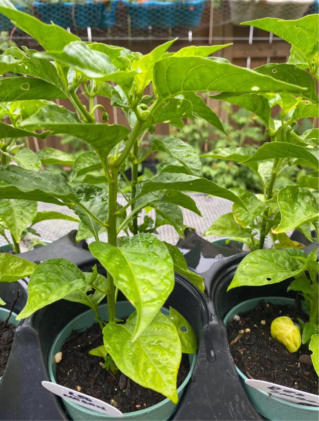 Habanero Pepper Orange and Red - producing - photo 3