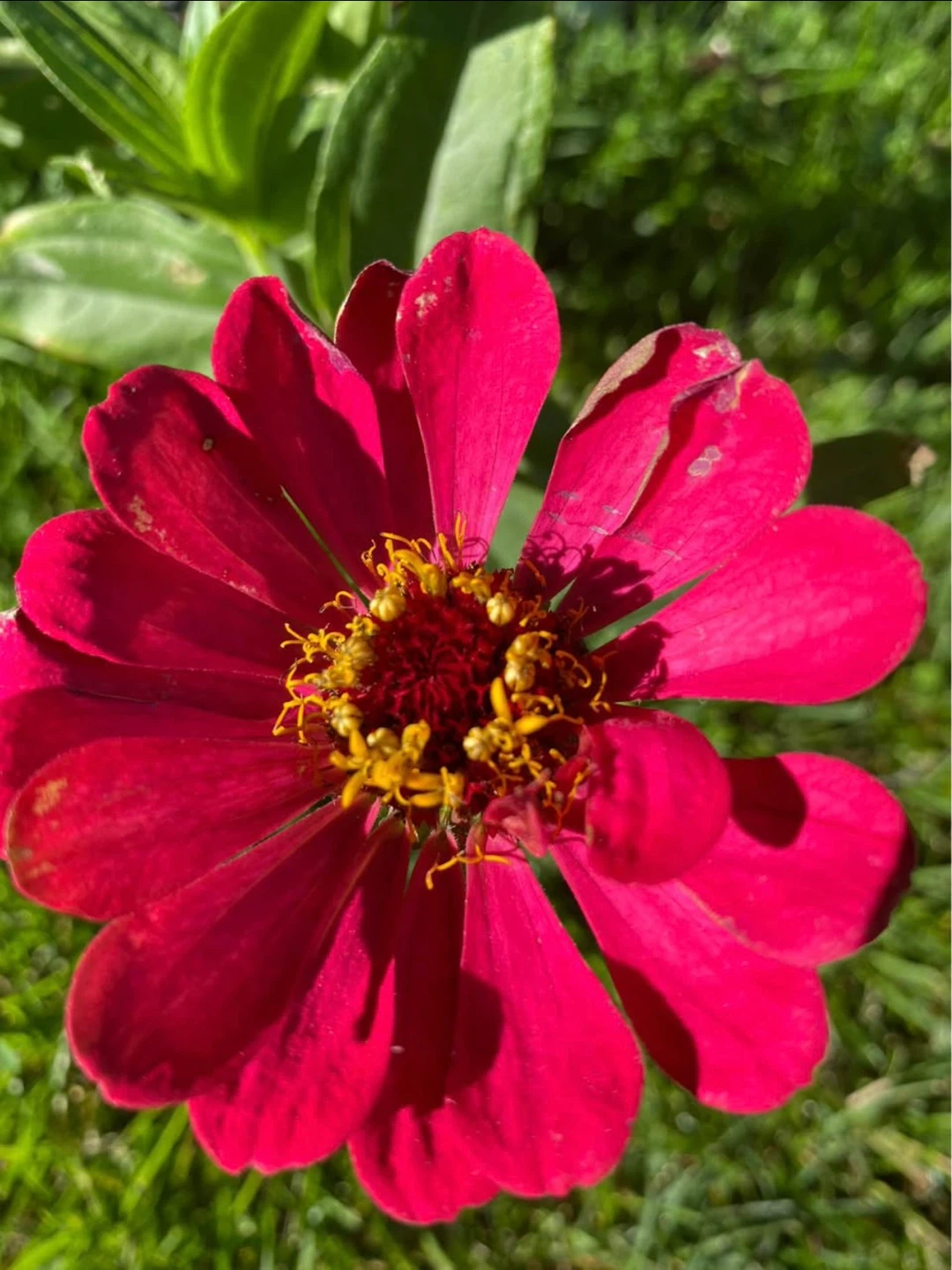 Zinnias plants with flowers🌺 - photo 2