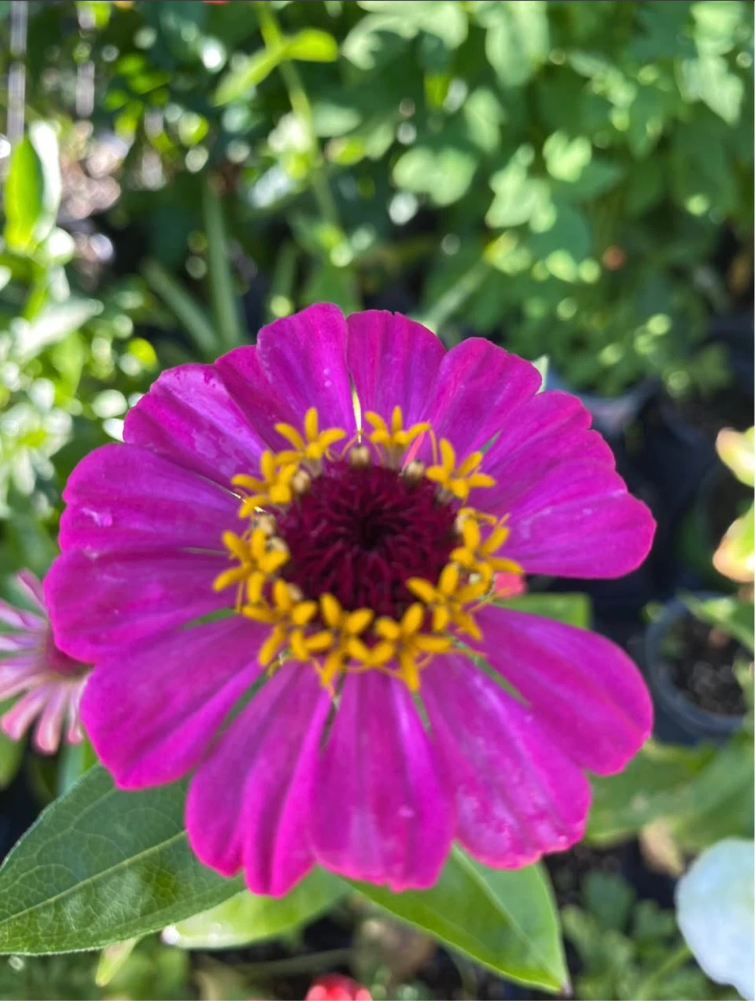 Zinnias plants with flowers🌺 - photo 4
