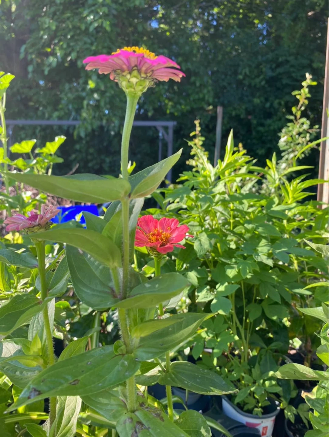 Zinnias plants with flowers🌺 - photo 5