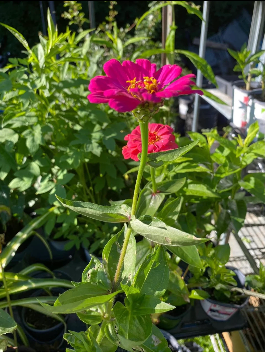 Zinnias plants with flowers🌺 - photo 3