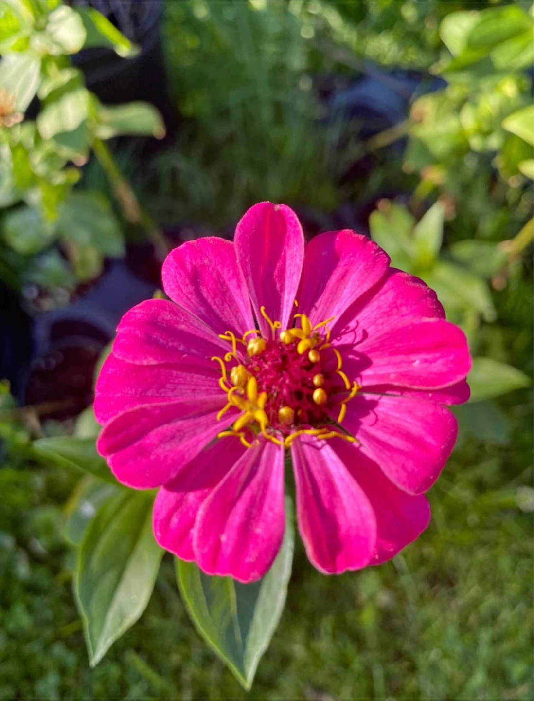 Zinnias plants with flowers🌺