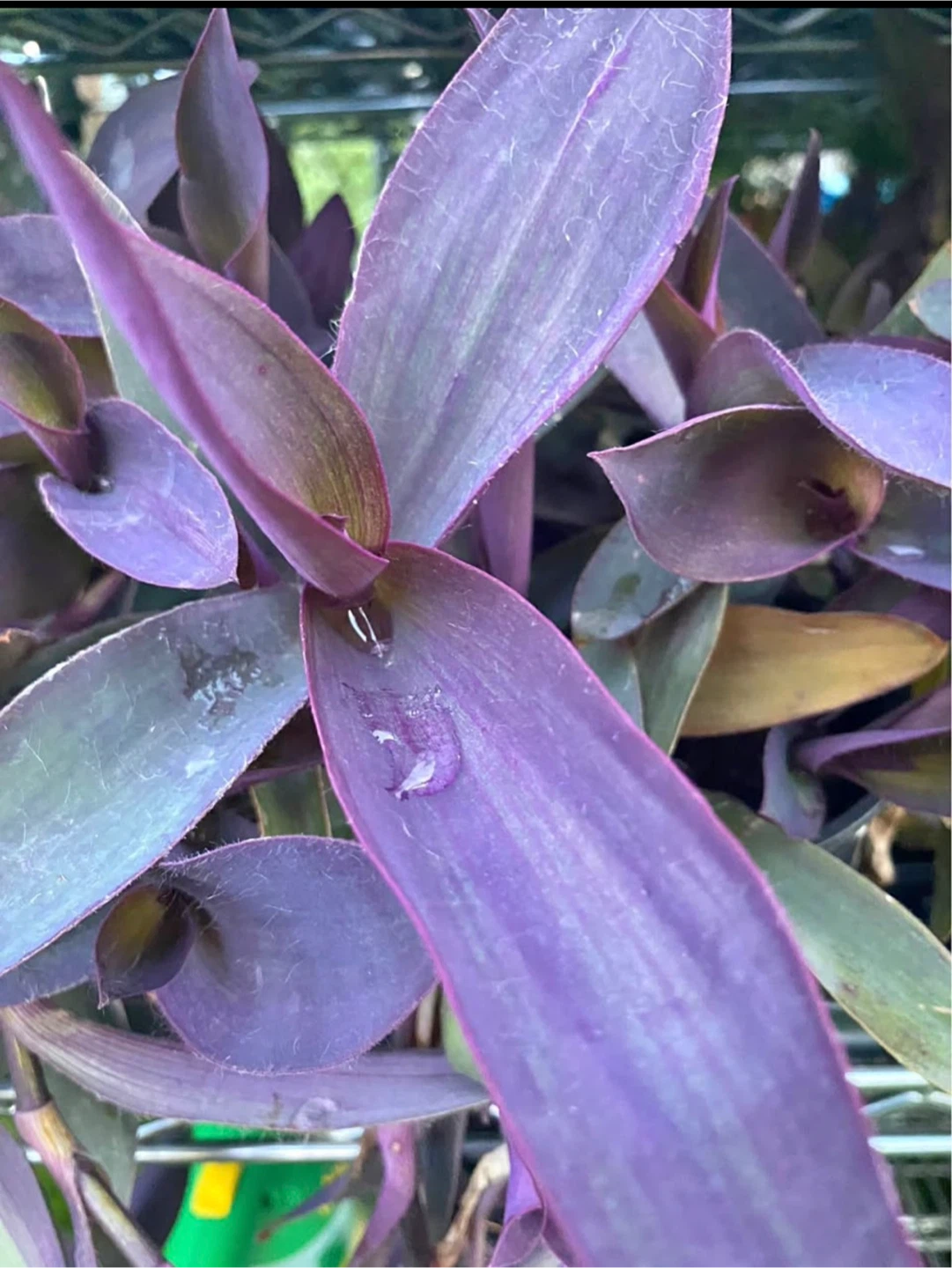 Purple Heart Plant - photo 2
