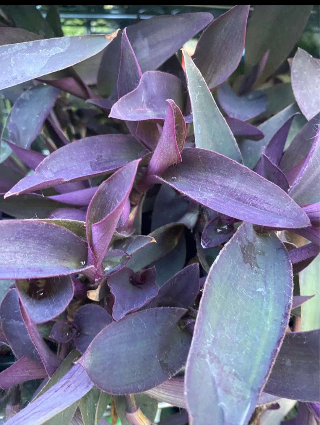 Purple Heart Plant
