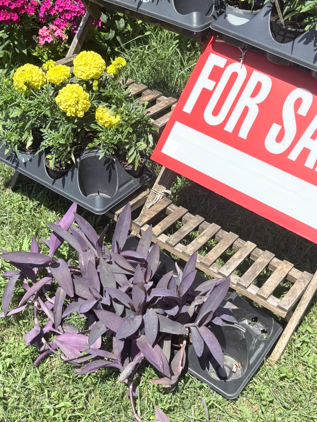 Purple Heart Plant - photo 3