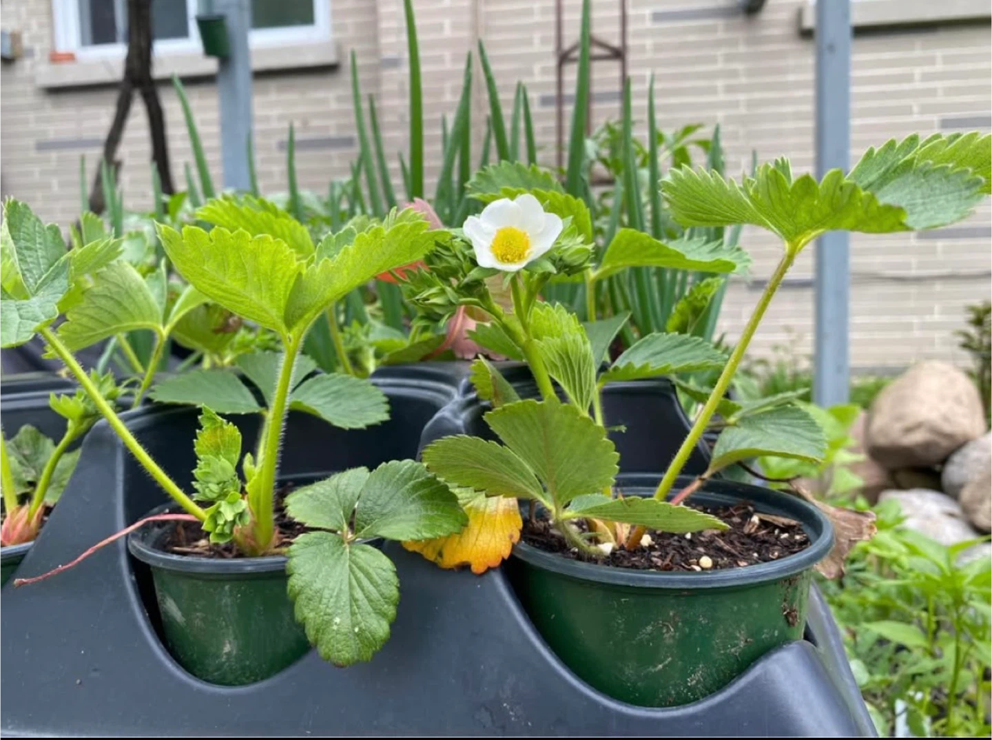 Strawberry Plants