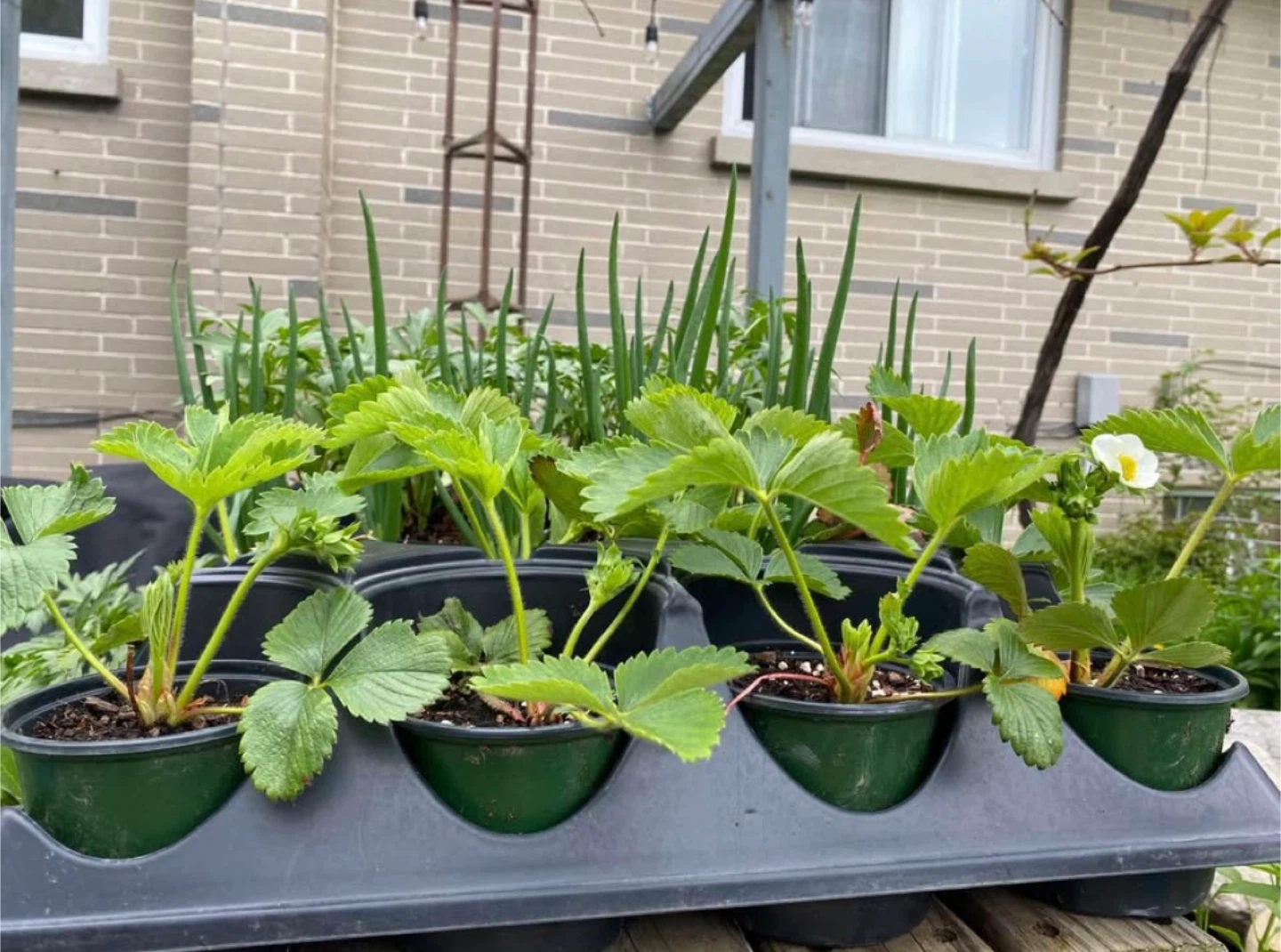 Strawberry Plants - photo 3