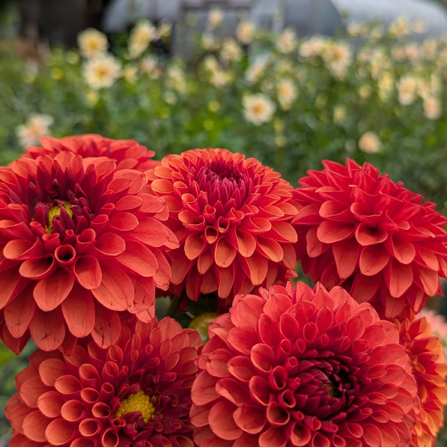 Dahlia Plant for Sale - photo 4