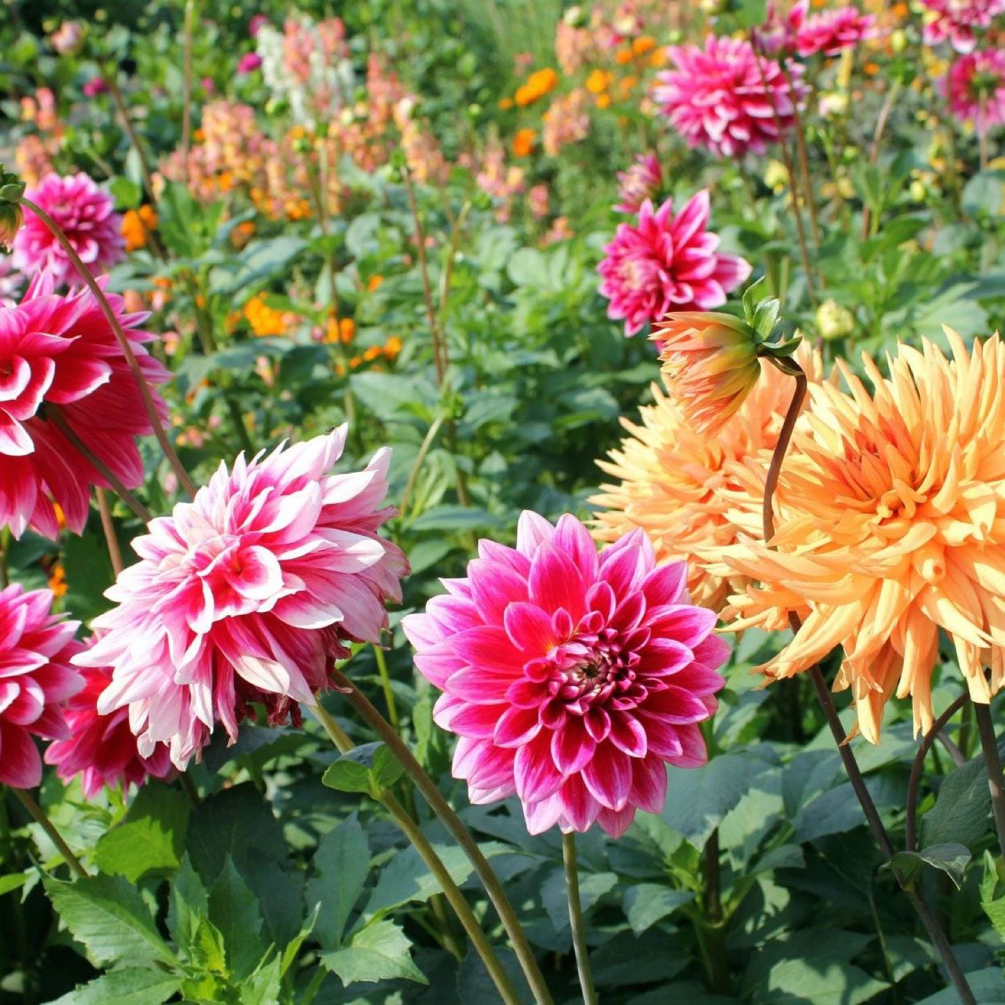 Dahlia Plant for Sale