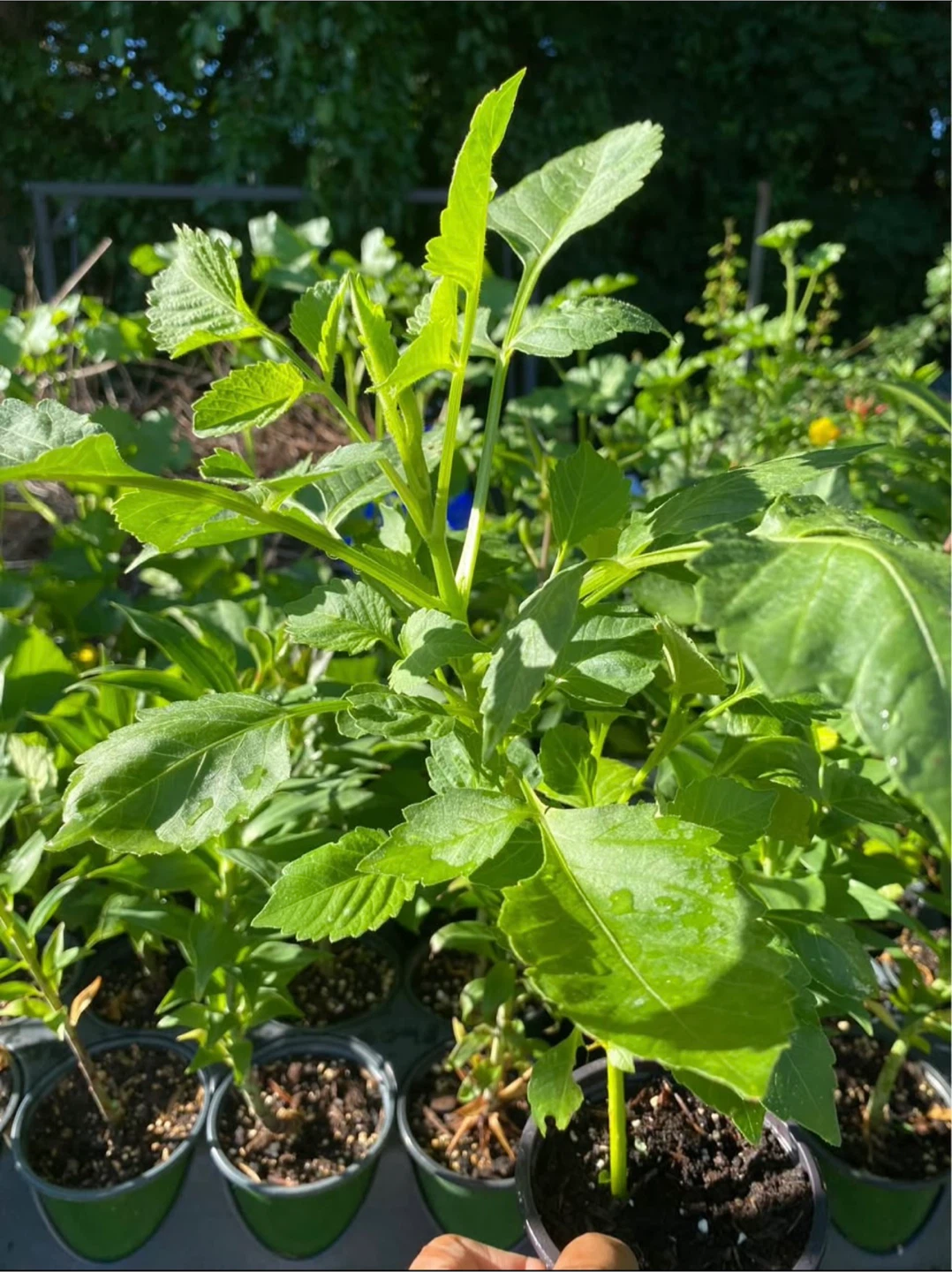 Dahlia Plant for Sale - photo 3