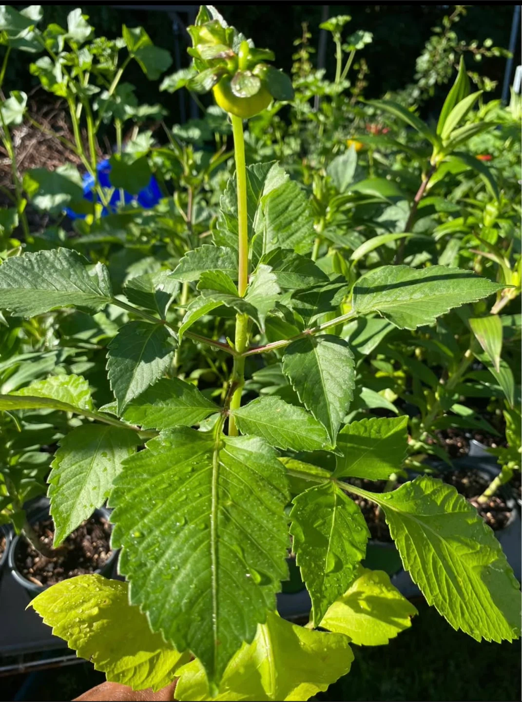 Dahlia Plant for Sale - photo 5