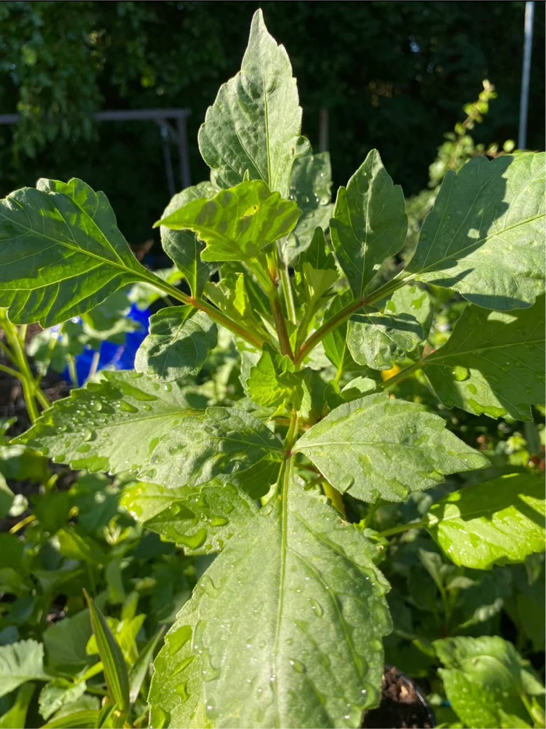 Dahlia Plant for Sale - photo 2