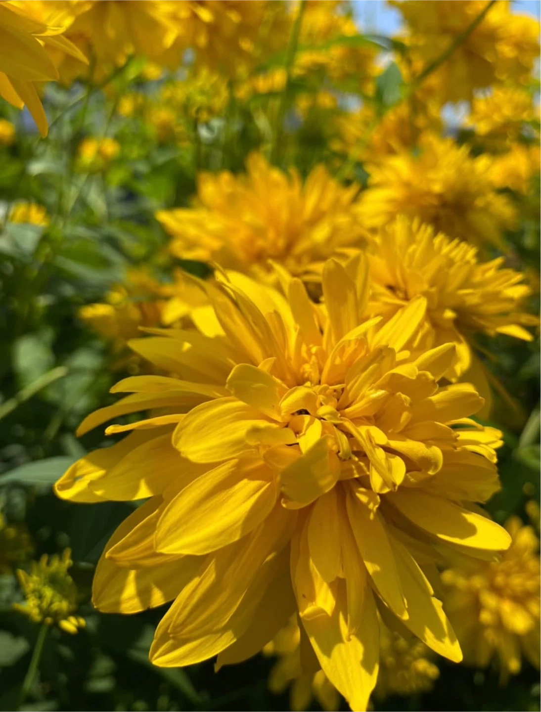 RUDBECKIA GOLD DROP-GOLDEN GLOW 3 available - photo 3