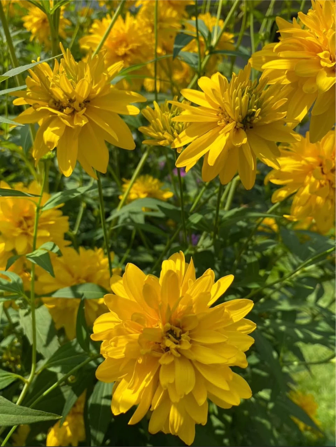 RUDBECKIA GOLD DROP-GOLDEN GLOW 3 available - photo 2