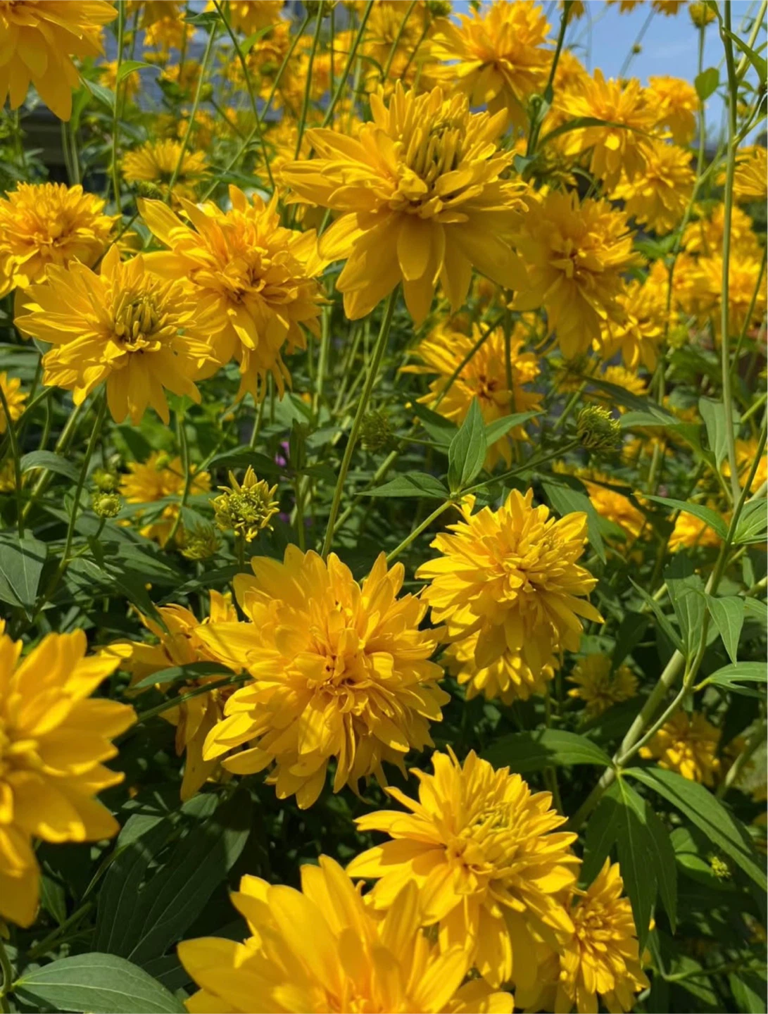 RUDBECKIA GOLD DROP-GOLDEN GLOW 3 available