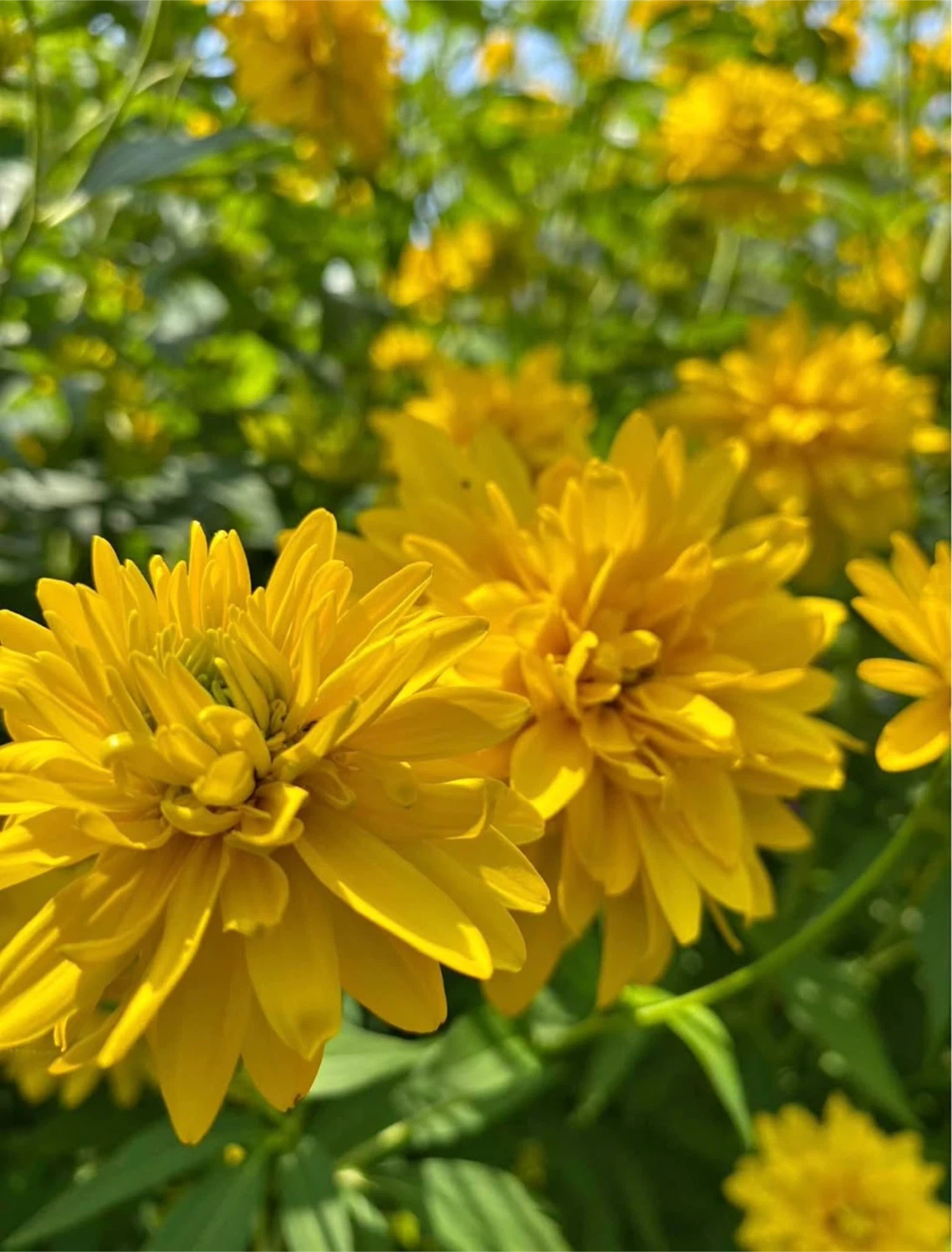 RUDBECKIA GOLD DROP-GOLDEN GLOW 3 available - photo 4