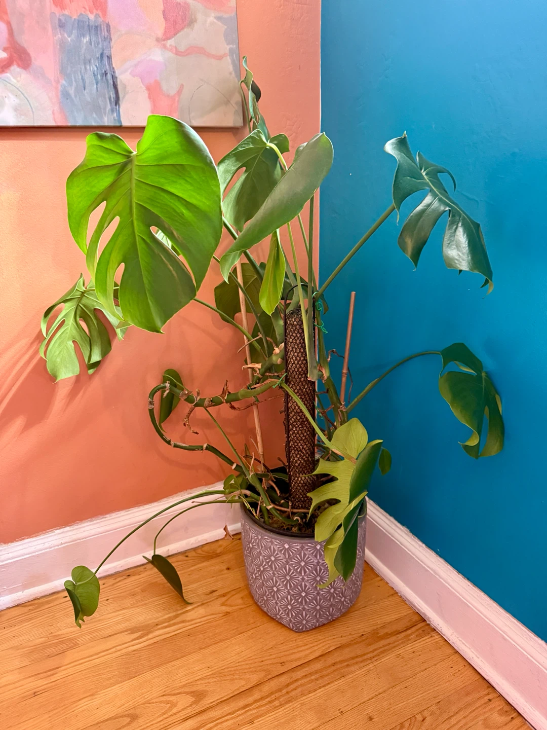 Monstera Deliciosa Houseplant