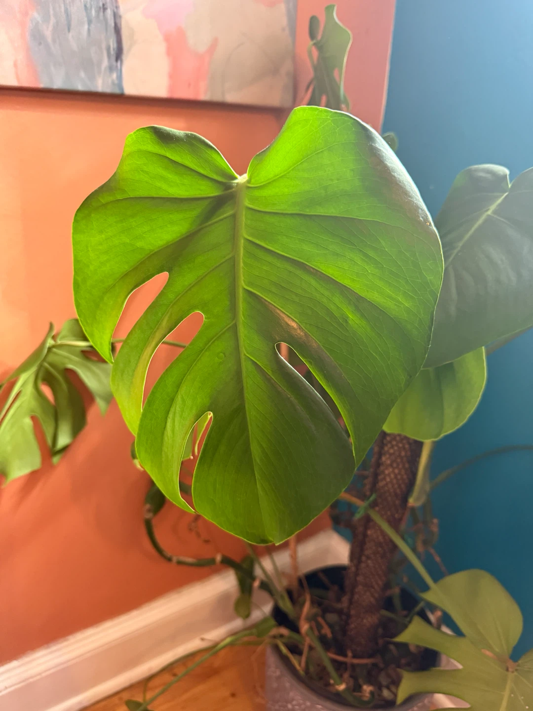 Monstera Deliciosa Houseplant - photo 2