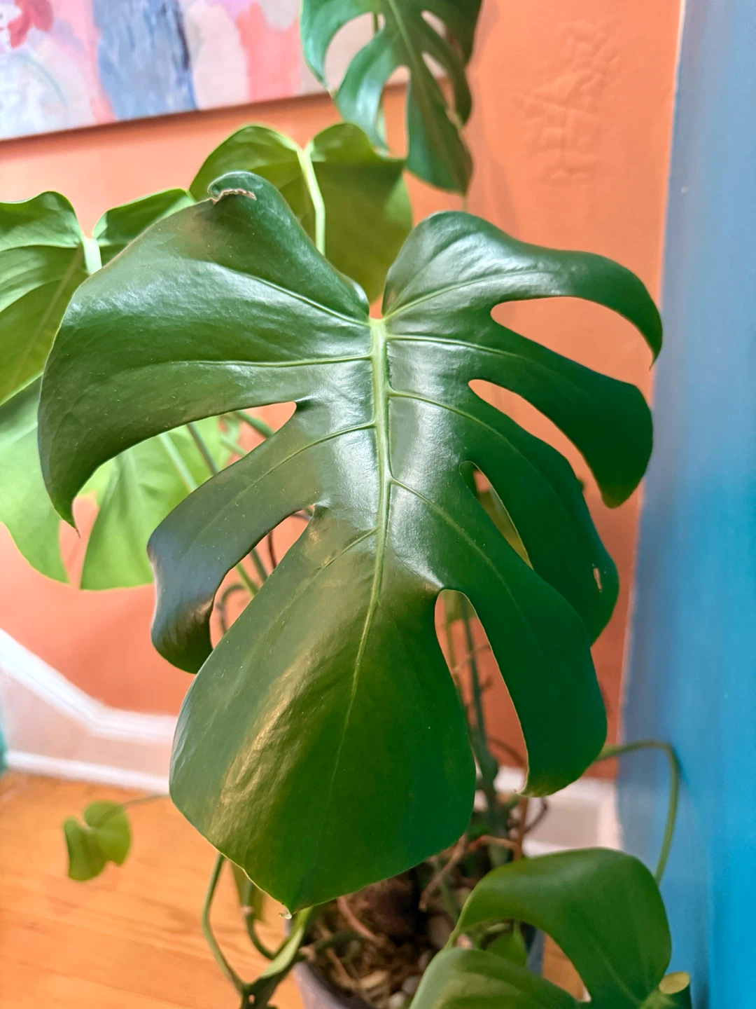 Monstera Deliciosa Houseplant - photo 3