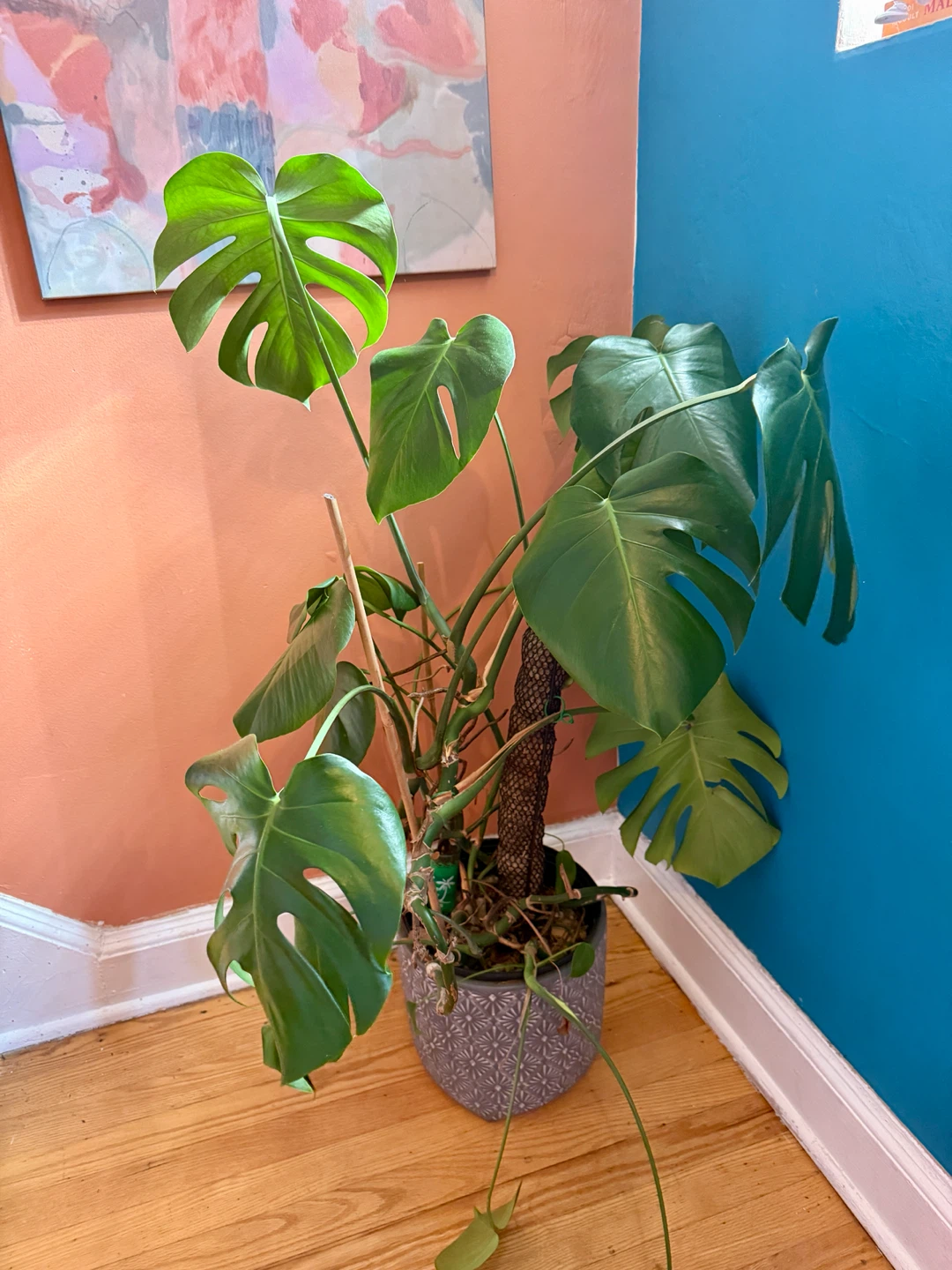 Monstera Deliciosa Houseplant - photo 4