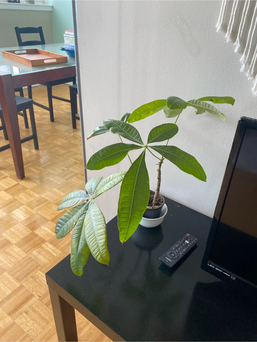 Money Plant for Sale
