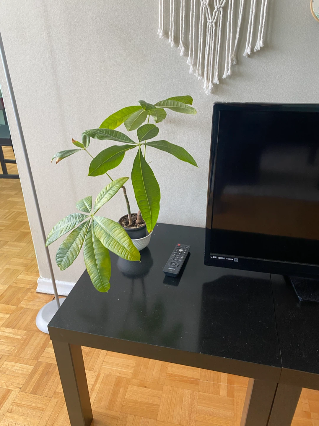 Money Plant for Sale - photo 2