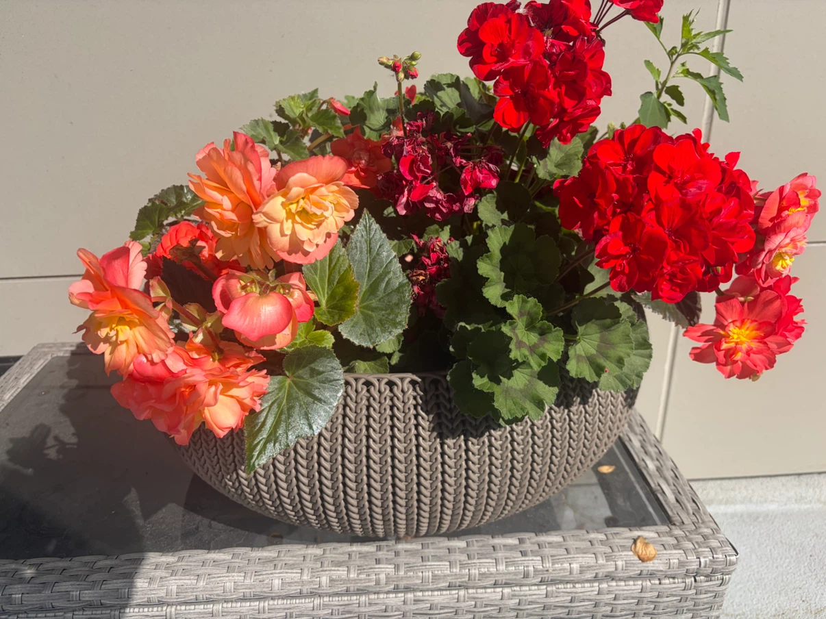 Large planter and hanging planter with plants