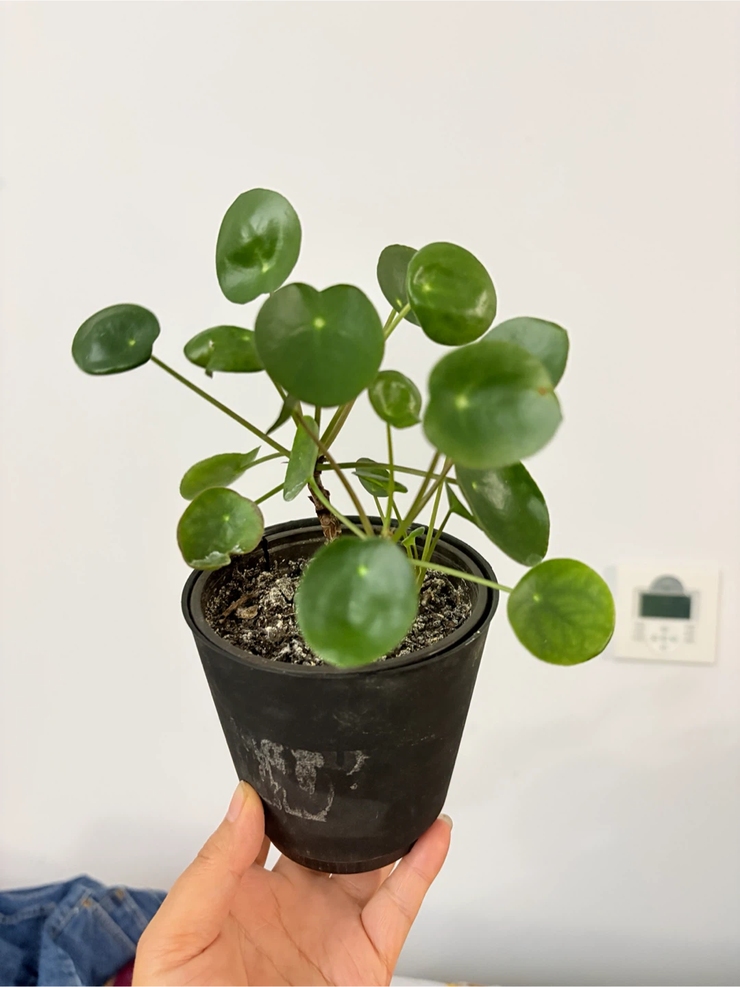 3 in 1 pot Pilea Peperomioides (Chinese Money Plant)