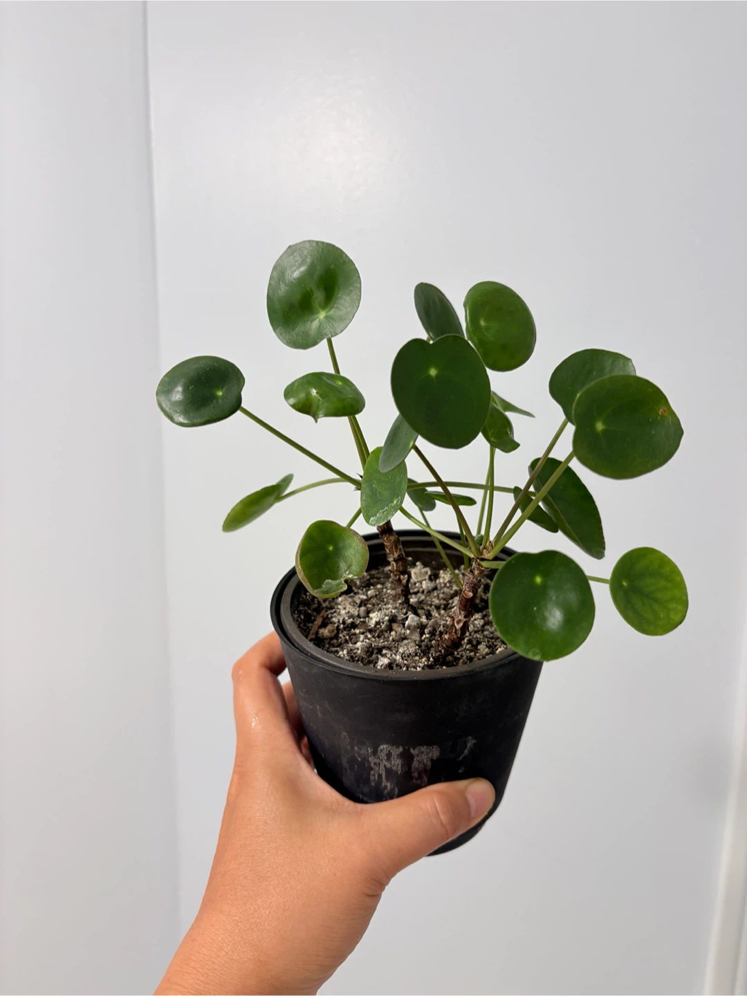 3 in 1 pot Pilea Peperomioides (Chinese Money Plant) - photo 2