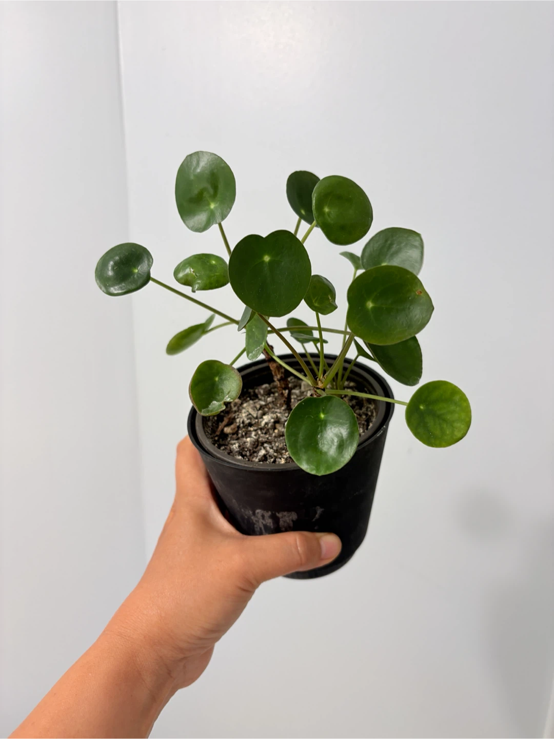 3 in 1 pot Pilea Peperomioides (Chinese Money Plant) - photo 3