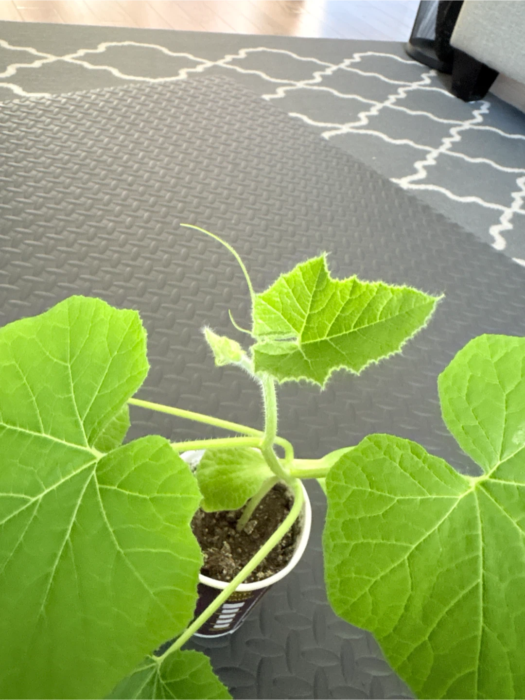 Young Squash Plant in Pot