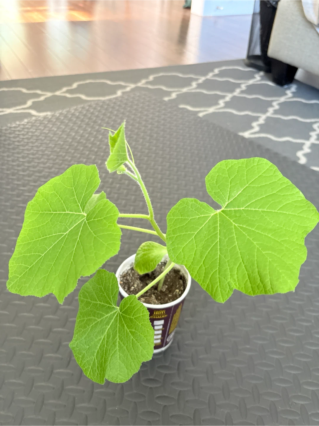 Young Squash Plant in Pot - photo 2