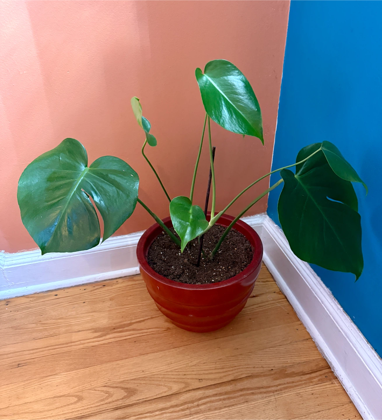 Monstera Plant in Red Pot