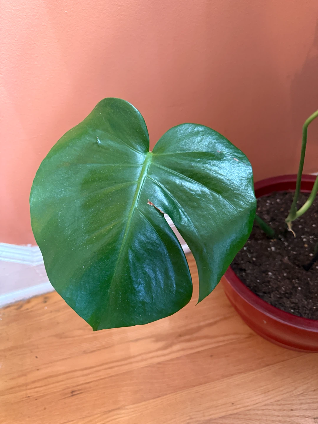 Monstera Plant in Red Pot - photo 2
